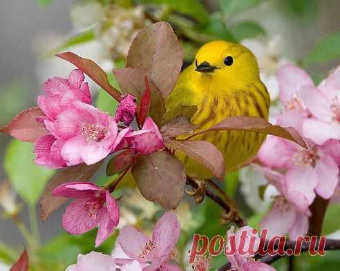 (60) Одноклассники