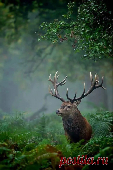 Animals - Google+