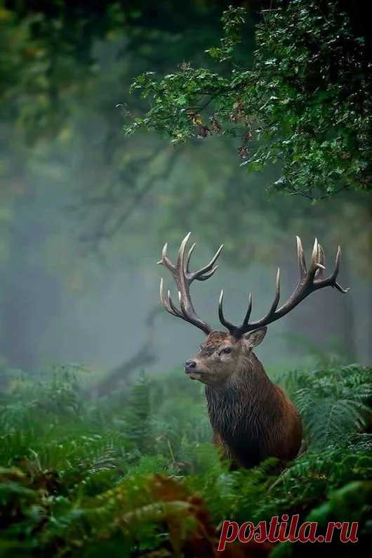 Animals - Google+