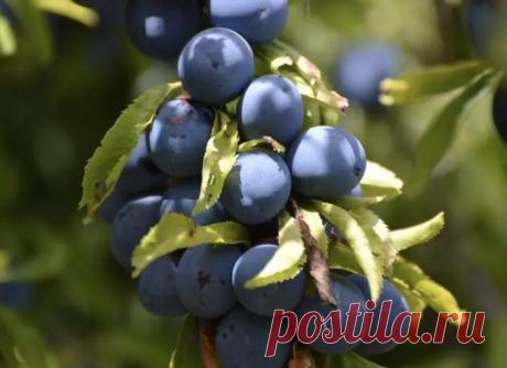 Лунный календарь садово-огородных работ на первую неделю августа: с 1 по 7 августа 2022 — Антонов сад