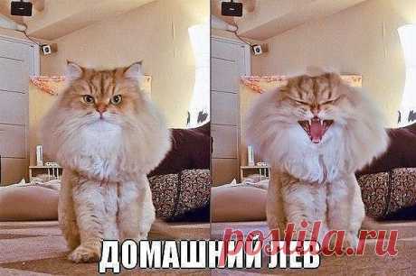 Мой Мир@Mail.Ru