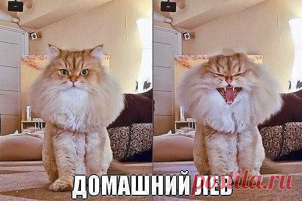 Мой Мир@Mail.Ru