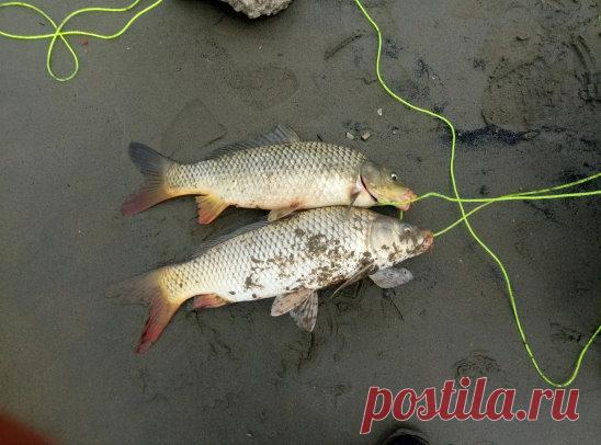 Прикормка на скорую руку для карася и сазана