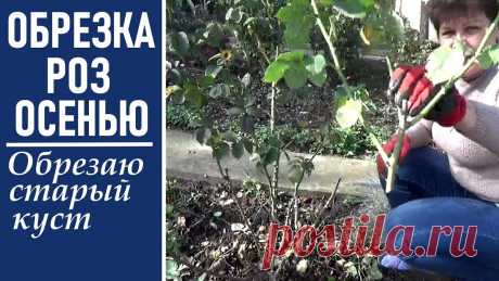 Обрезка роз осенью Как обрезать старый куст розы Обрезка роз осенью Как обрезать старый куст розы Смотрите также: - Обрезка роз осенью ЧАСТЬ 2 Обрезаю очень старую розу https://youtu.be/4MLb7LfJGrY - Как об...