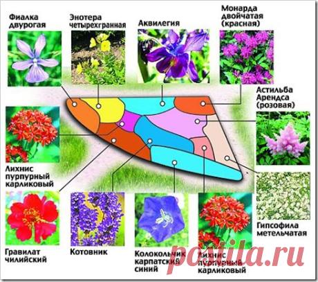 Красивые клумбы из многолетних цветов .