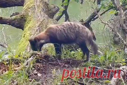 «Енотовидный следопыт» попал на видео во время своего расследования в России