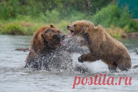 Медвежий рай на Камчатке. Автор фото – Михаил Черемкин, участник фотоконкурса «Дикая природа России» в номинации «Фотоистория». Для участия в номинации «Фотоистория» присылайте свои работы (не более 8 фотографий) по адресу , указав в теме письма «Фотоистория ДПР-2017».