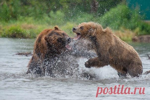 Медвежий рай на Камчатке. Автор фото – Михаил Черемкин, участник фотоконкурса «Дикая природа России» в номинации «Фотоистория». Для участия в номинации «Фотоистория» присылайте свои работы (не более 8 фотографий) по адресу , указав в теме письма «Фотоистория ДПР-2017».