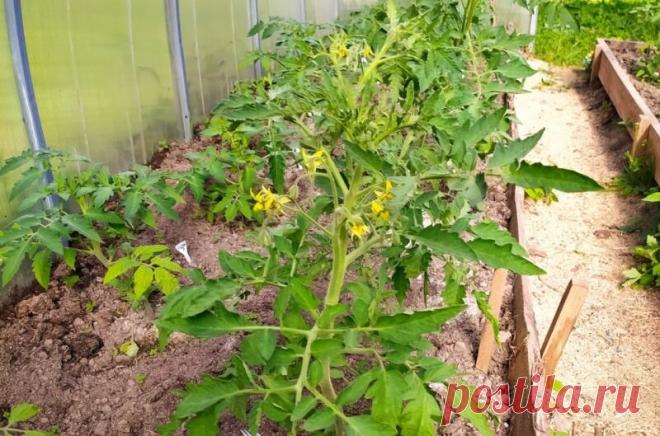 Что делаю, чтобы томаты быстрее зацвели и увеличился урожай. 2 лучшие подкормки -