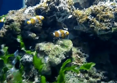 ЖИВЫЕ ФОТОГРАФИИ. AMAZING GIF. – Google+