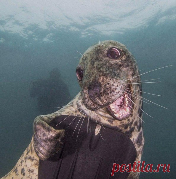 Харизма, льющаяся через край