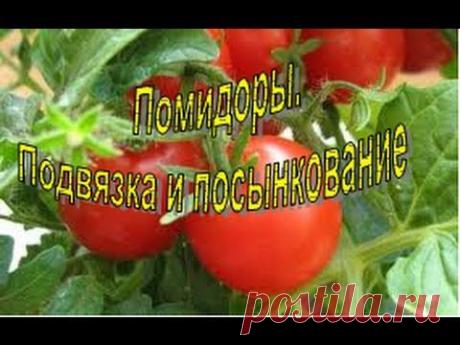 ПОМИДОРЫ. Подвязка и пасынкование. Наш опыт