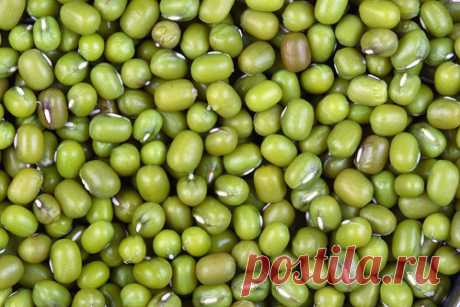 Маш (бобы мунг). Полезные свойства, состав, вред и противопоказания