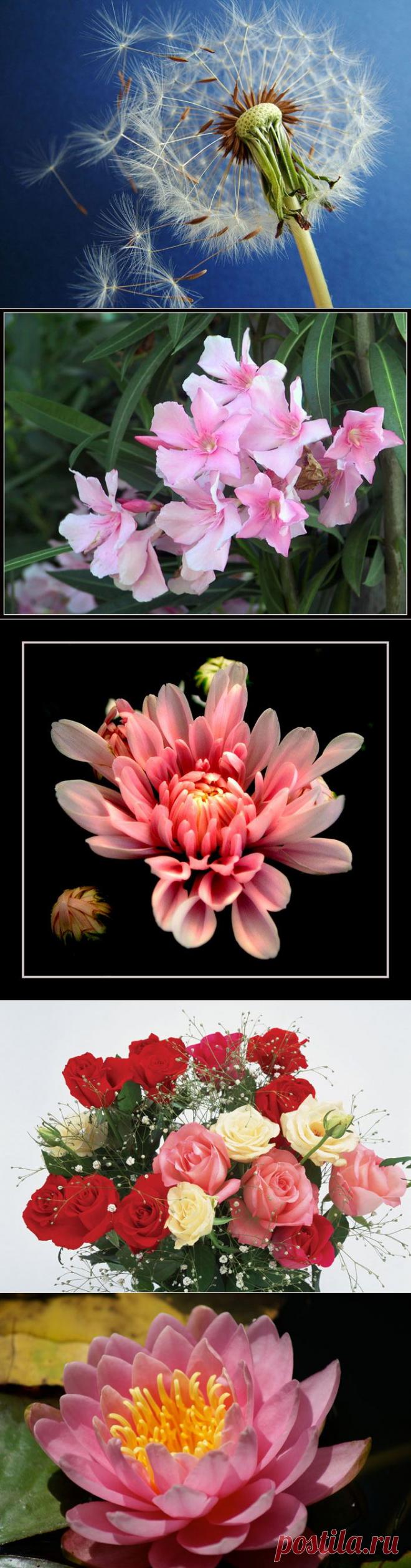 Самые красивые фотографии цветов - одуванчик, георгин, олеандр, розы, кувшинка