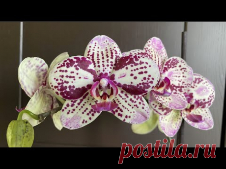 ОРХИДЕЯ фаленопсис Фронтера Phalaenopsis Frоntera