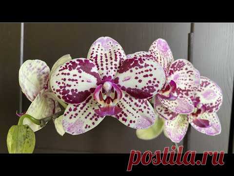 ОРХИДЕЯ фаленопсис Фронтера Phalaenopsis Frоntera