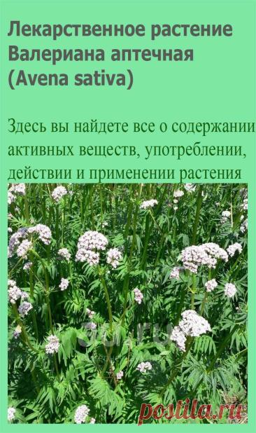 Лекарственное растение Валериана аптечная (Avena sativa). Многолетнее растение высотой 50-150 см с бороздчатым полым стеблем. У некоторых подвидов - короткие подземные побеги. Листорасположение супротивное, листья перистые с 5-12 узколанцетными листочками, которые могут быть цельнокрайними или зубчатыми.