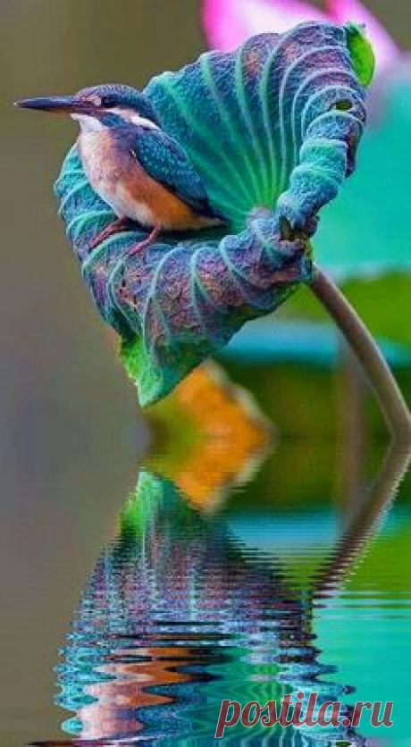 (58) Pinterest • Всемирный каталог идей