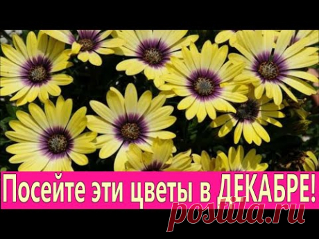Посейте эти красивые неприхотливые цветы в декабре!/ Seed these beautiful flowers in december!