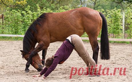 Как йога делает вас лучшим наездником – верховая езда “всегда быть на коне” Занятия для начинающих