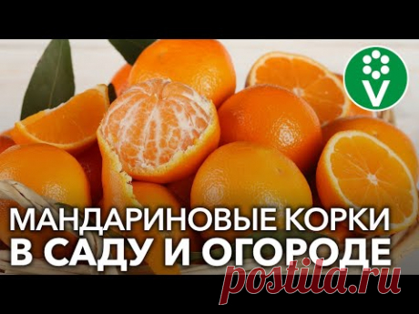 НЕ ВЫБРАСЫВАЙТЕ МАНДАРИНОВУЮ КОЖУРУ, а применяйте ее с пользой в саду и огороде