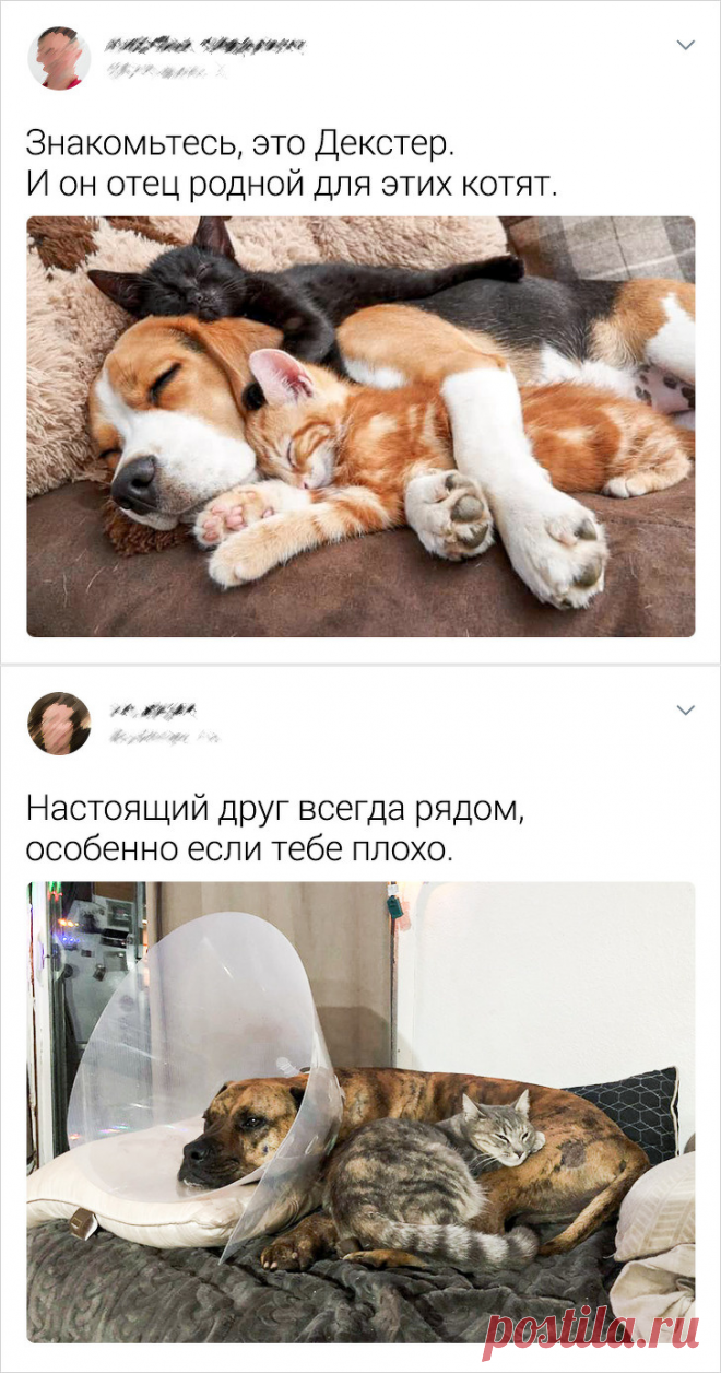 20+ раз, когда кошки с собаками наплевали на предрассудки и стали лучшими друзьями | Рекомендательная система Пульс Mail.ru