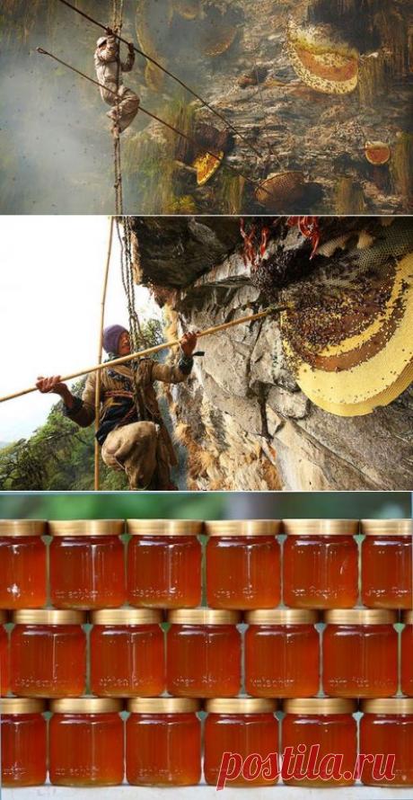 Самые большие в мире гималайские пчелы производят редчайший мед