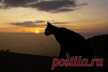 Домашний кот сбежал от хозяина и пять месяцев выживал в горах