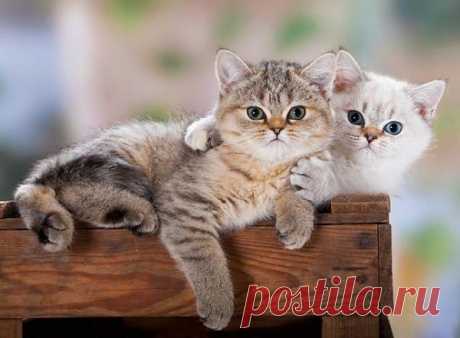Жених и невеста | Kote.Rjaka.com