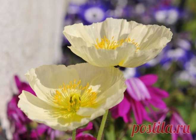 ПОСВЯЩАЮ ВСЕМ РОЖДЕННЫМ ПОД СОЗВЕЗДИЕМ ЛЬВА! 
Рожденье дня! Какое это счастье ... 
Проснуться и рассвет в себя вдохнуть, 
Сказать всему живому: 'Здравствуй'!
 — И в новый день с улыбкой заглянуть, 
Петь песни, радуясь любому делу, 
Себя с восторгом людям всем дарить 
И получать в ответ добро и нежность,
 Осознавая, как прекрасно ЖИТЬ!!!!