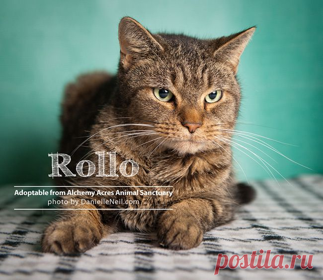 November Adoptable Pets From Alchemy Acres In Ohio { Pet Photography }