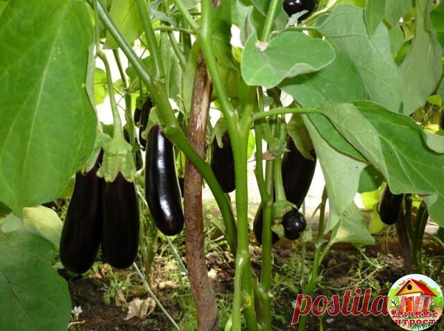 Особенность выращивания баклажанов...

Баклажаны в теплицах плохо завязывают плоды, обычно первые завязи опадают, поэтому не поленитесь и опылите их вручную или сразу при появлении первых бутонов опрыскайте препаратом 