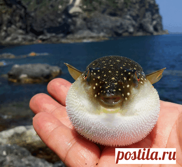 Смертельно опасные крохи