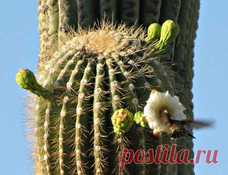 обитатели соноры фото: 2 тыс изображений найдено в Яндекс.Картинках