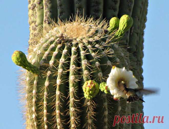 обитатели соноры фото: 2 тыс изображений найдено в Яндекс.Картинках