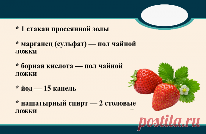 Если зацвела клубника, готовлю комплексное удобрение, которое повысит урожай в 2 раза | Маленький сад на краю Вселенной | Яндекс Дзен