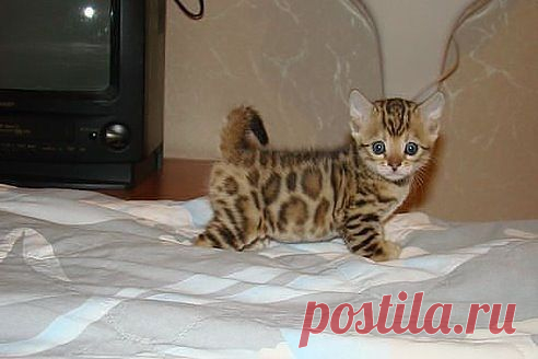 Очень маленький тигрёнок:))