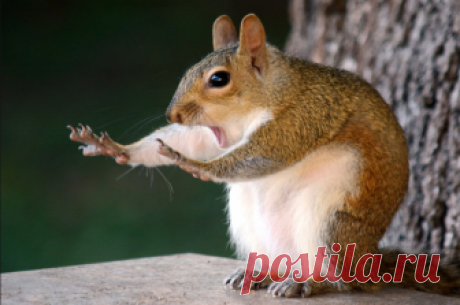 Фото: Самые смешные животные в мире