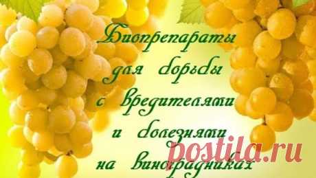 Биопрепараты для борьбы с вредителями и болезнями на виноградниках