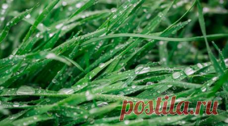 Химик Ерёмина посоветовала не употреблять дождевую воду. Кандидат химических наук, экс-сотрудник кафедры метеорологии и климатологии географического факультета МГУ им. Ломоносова Ирина Ерёмина призвала не пить дождевую воду, особенно в Москве. Читать далее