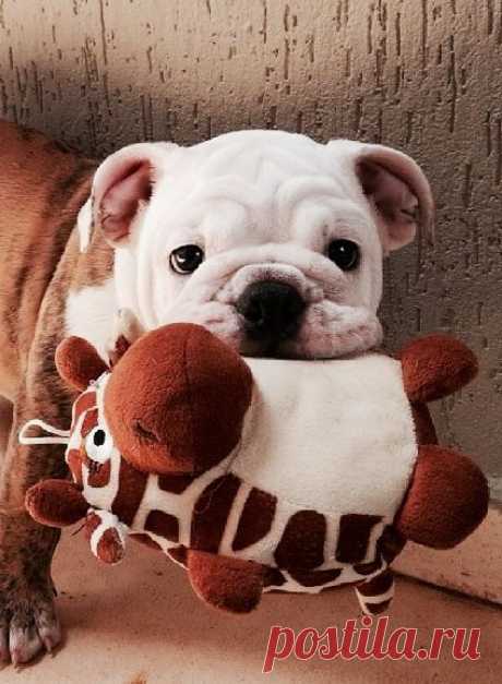 WorldofBulldog