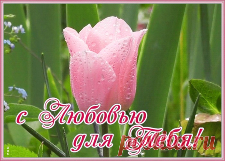 Открытка с тюльпаном с любовью