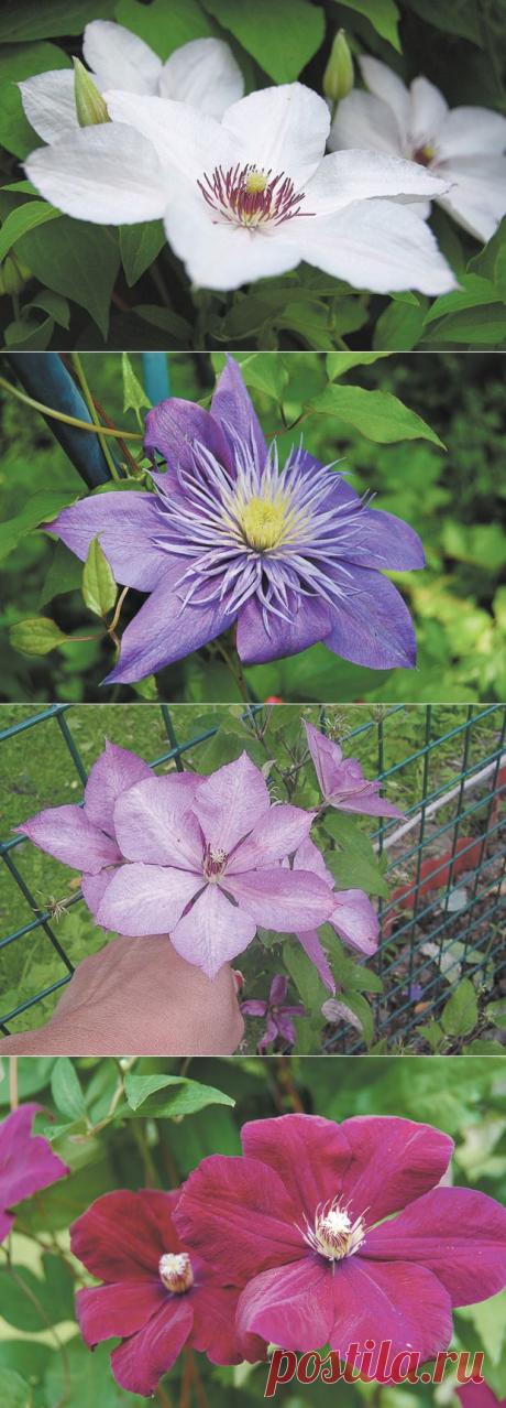 Клематисы без проблем