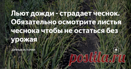 Льют дожди - страдает чеснок. Обязательно осмотрите листья чеснока чтобы не остаться без урожая Добрый день, дорогие друзья, садоводы и огородники! Приветствую вас на канале "Дачные истории". Погода в разных регионах отличается очень сильно. В то время, как одних заливают дожди, другие уже вовсю бегают с лейками, спасая растения от засухи. Май — довольно сложный месяц для растений. Жара сменяется холодом, большая разница между ночными и дневными температурами, сильные ветр...