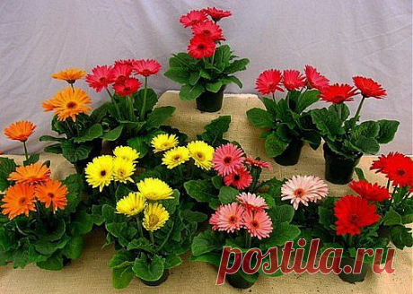 Мир цветов и растений