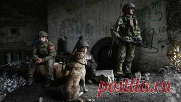 Боец рассказал, как по поведению собаки узнает о готовящемся обстреле