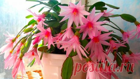 Октябрь — пора подкармливать Декабрист борной кислотой для Пышного цветения. Рассказываю как все сделать правильно | Все о цветоводстве | Яндекс Дзен