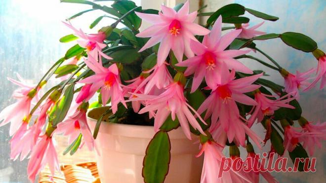 Октябрь — пора подкармливать Декабрист борной кислотой для Пышного цветения. Рассказываю как все сделать правильно | Все о цветоводстве | Яндекс Дзен