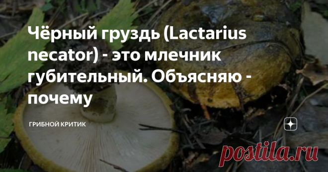 Чёрный груздь (Lactarius necator) - это млечник губительный. Объясняю - почему Даже не могу решить, с чего начать свою статью.  С того, что нашу знаменитую чернушку ещё недавно именовали по-научному (Lactarius necato), что в переводе с латыни означает ничто иное, как 