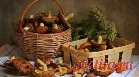 Грибы на даче? Вполне осуществимо